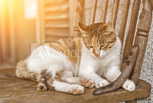 Picture of Young cat sleep